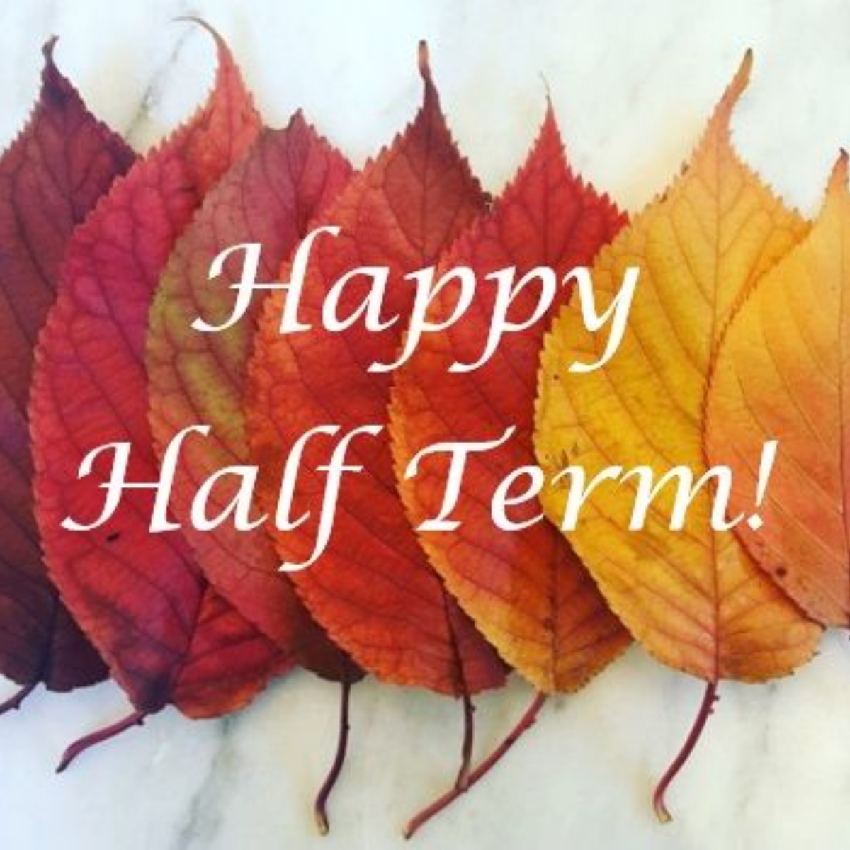 Brockenhurst C of E Primary School - Year 3 Blog - 20th October 2022